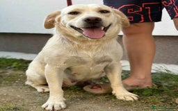 Labrador cani in regalo: Mamma LABRADOR e cuccioli di 3 MESI! - Immagine 6