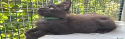 Maine Coon gatti in vendita: Cucciolo di maine coon manto nero (Daiquiri) - Annuncio 12