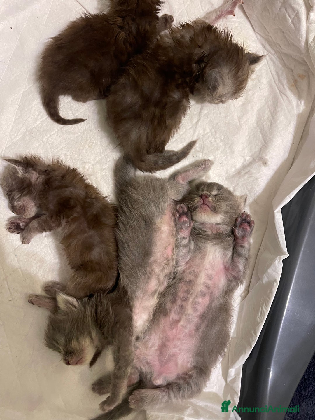 Maine Coon gatti in vendita: Cuccioli Maine coon - Annuncio 7