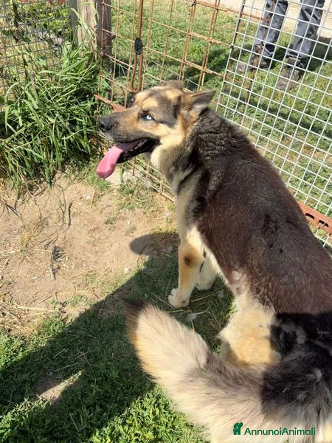 Pastore Tedesco cani in regalo: David Bowie strepitoso pastore tedesco a Provincia di Latina - Immagine 6