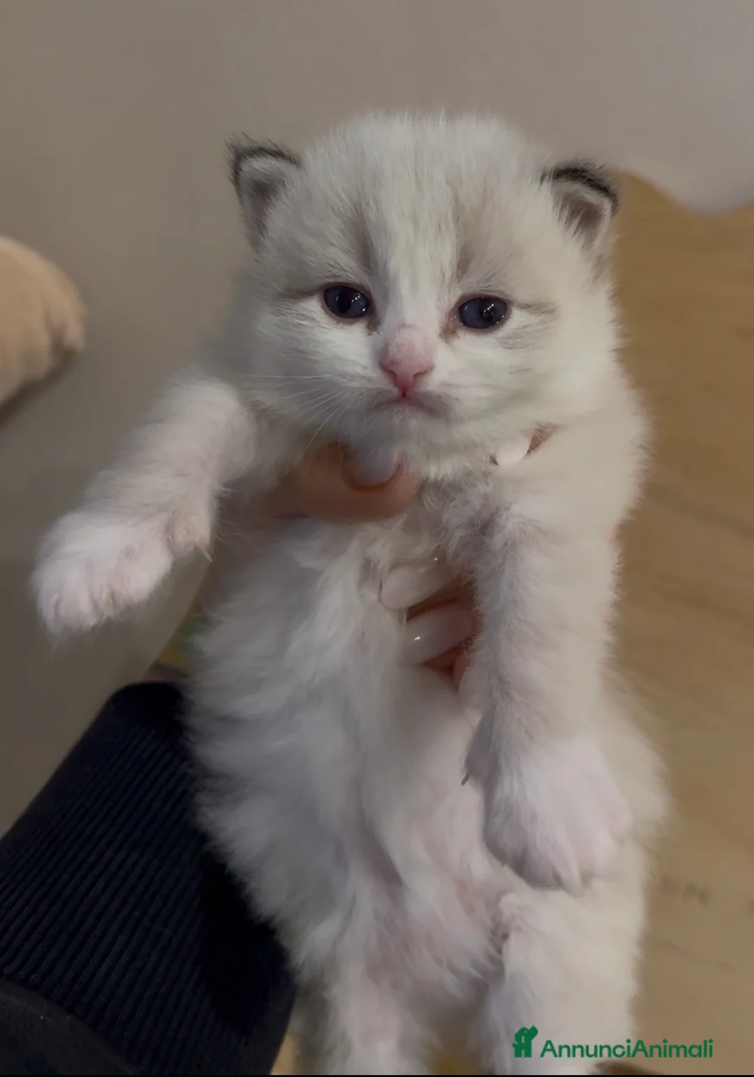 Siberiano gatti in vendita: Allevamento Lo Scrigno di Diamanti - Annuncio 3