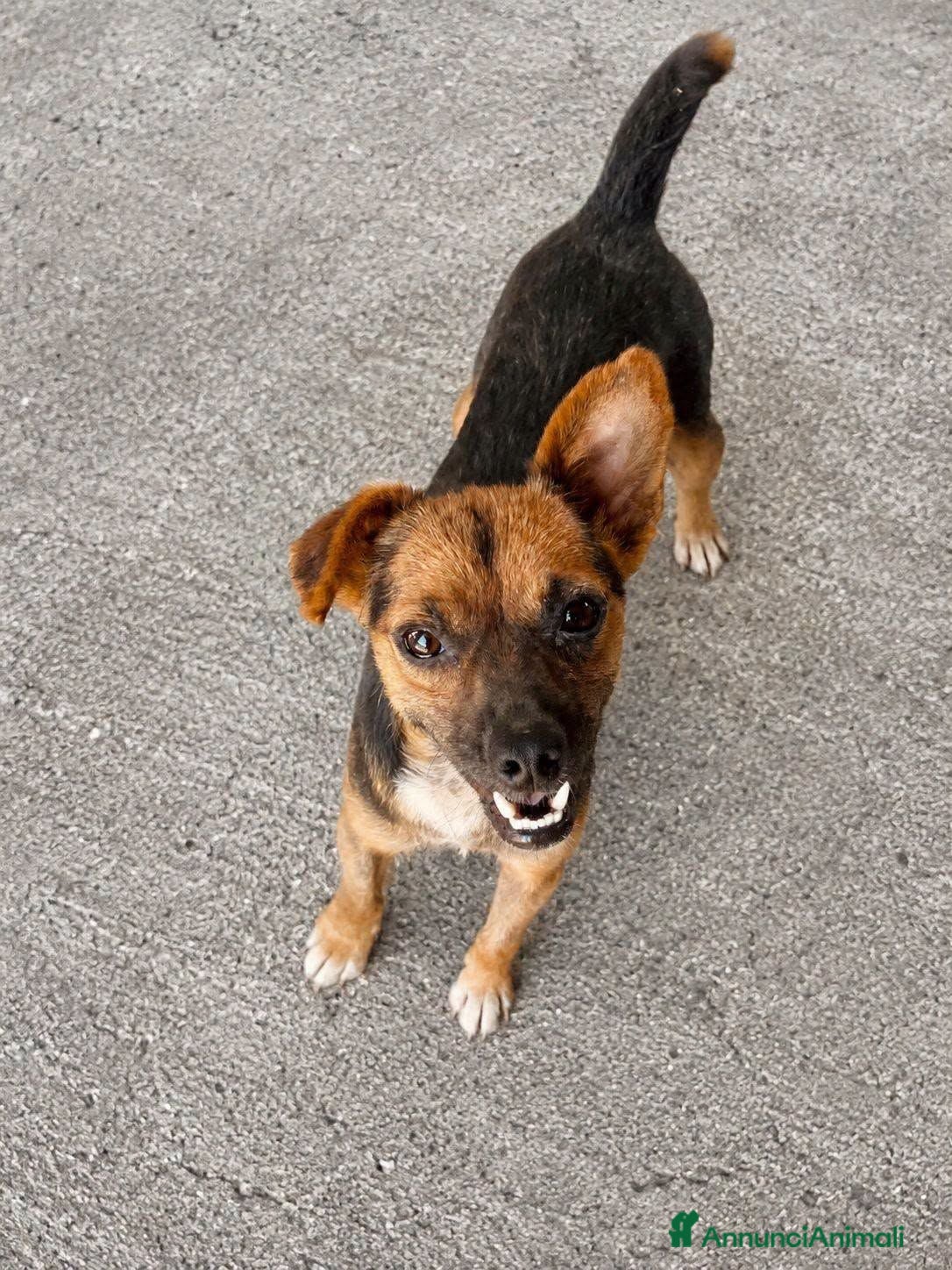Meticcio cani Leo .. - Annuncio 1