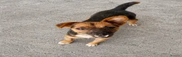 Meticcio cani in regalo: Leo .. - Annuncio 1