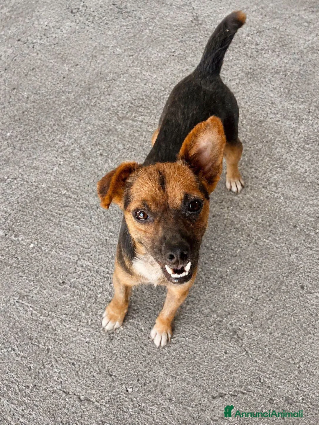 Meticcio cani in regalo: Leo .. - Annuncio 1