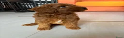 Barboncino Toy cani in vendita: Femmine barboncino toy fulvo - Annuncio 2