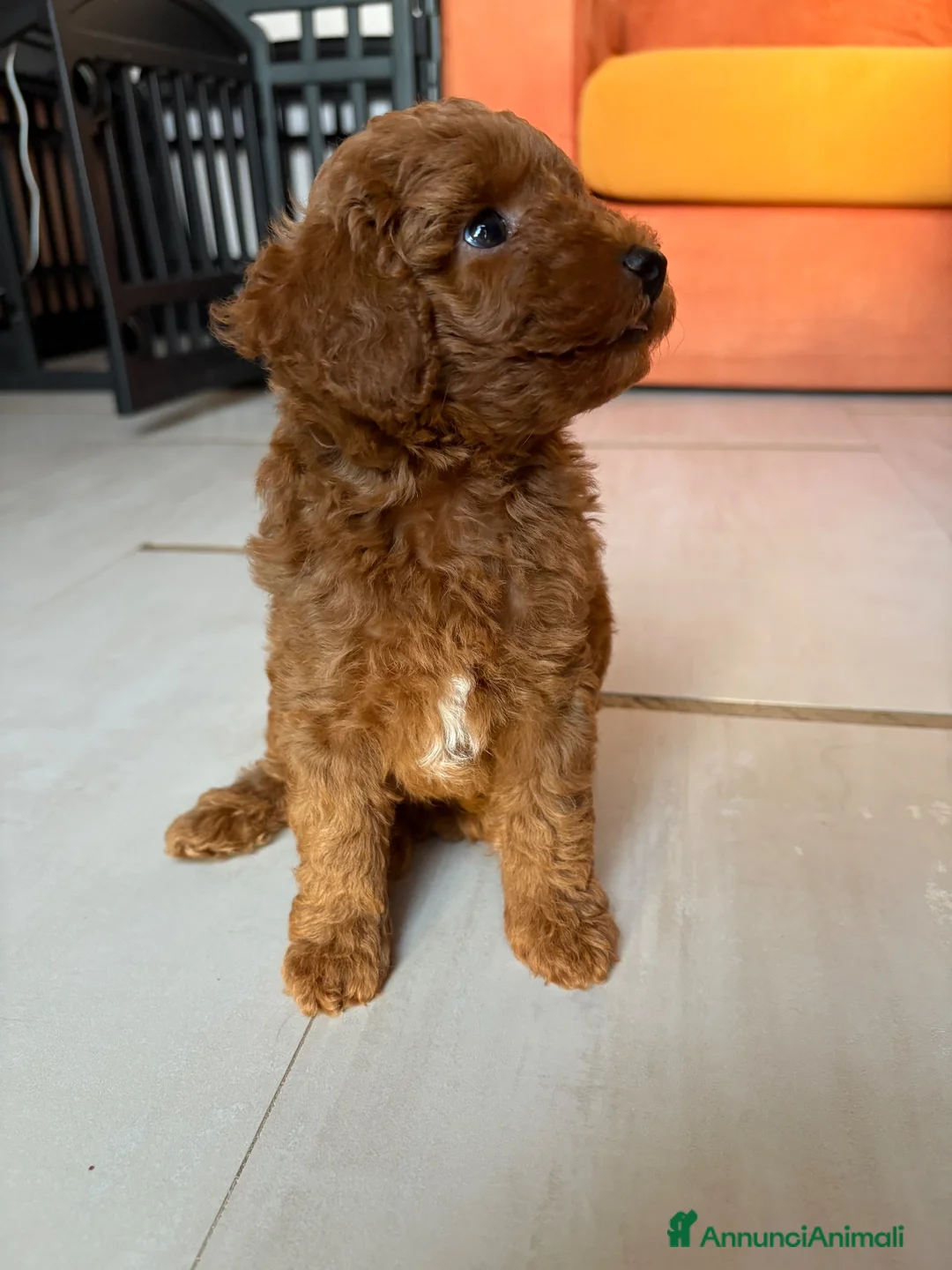 Barboncino Toy cani in vendita: Femmine barboncino toy fulvo - Annuncio 2
