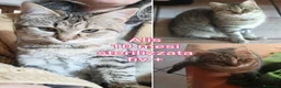 Altre razze gatti in regalo: GATTINI ABBANDONATI: EMERGENZA  a Città metropolitana di Milano - Annuncio 9