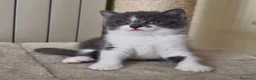 Scottish gatti in vendita: Scottish fold e straight  - Annuncio 33