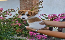 Jack Russell cani in vendita: Cucciolo broken jackrussell terrier a Provincia di Alessandria - Immagine 4