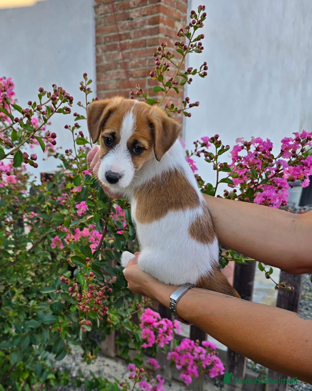Jack Russell cani in vendita: Cucciolo broken jackrussell terrier a Provincia di Alessandria - Immagine 4
