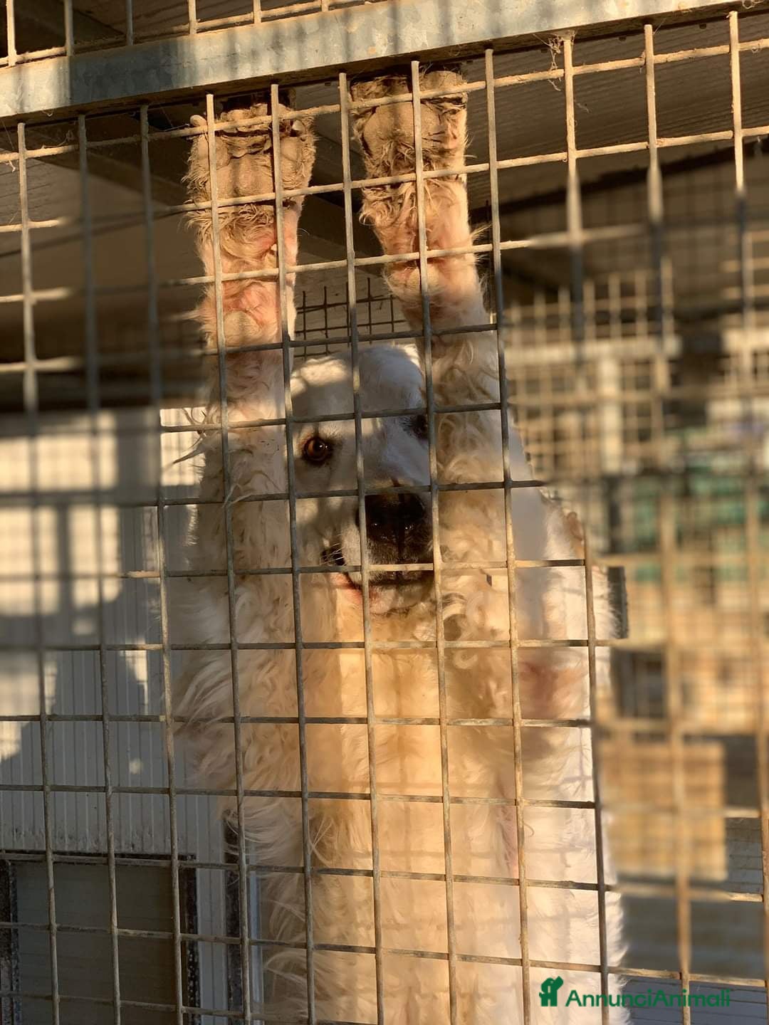 Pastore Maremmano cani in regalo: NICKY il gigante più buono!! - Annuncio 10