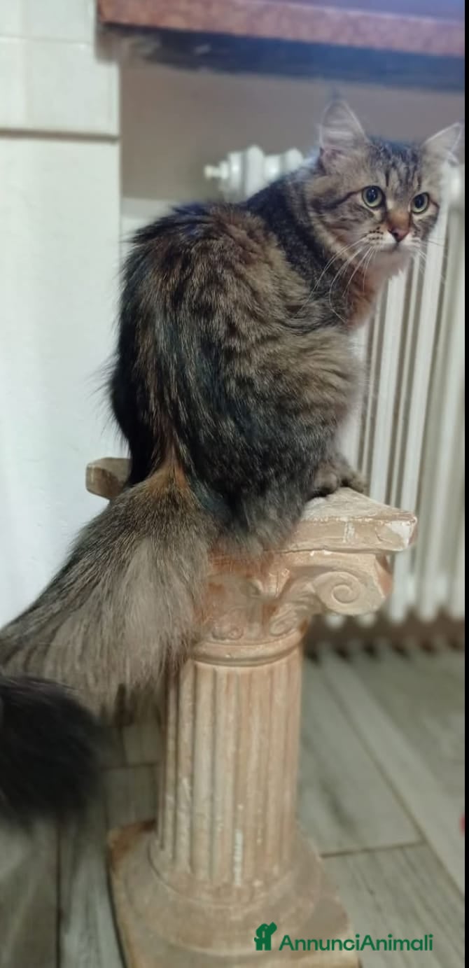 Siberiano gatti Siberiano  - Annuncio 1