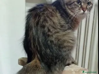 Siberiano gatti Siberiano - Annuncio 1