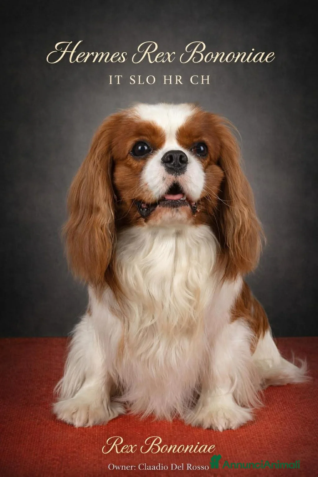 Cavalier King cani in vendita: Cavalier King cercano casa - Annuncio 2