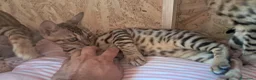 Bengala gatti in vendita: Bengala cuccioli  a Provincia di Ravenna - Annuncio 10