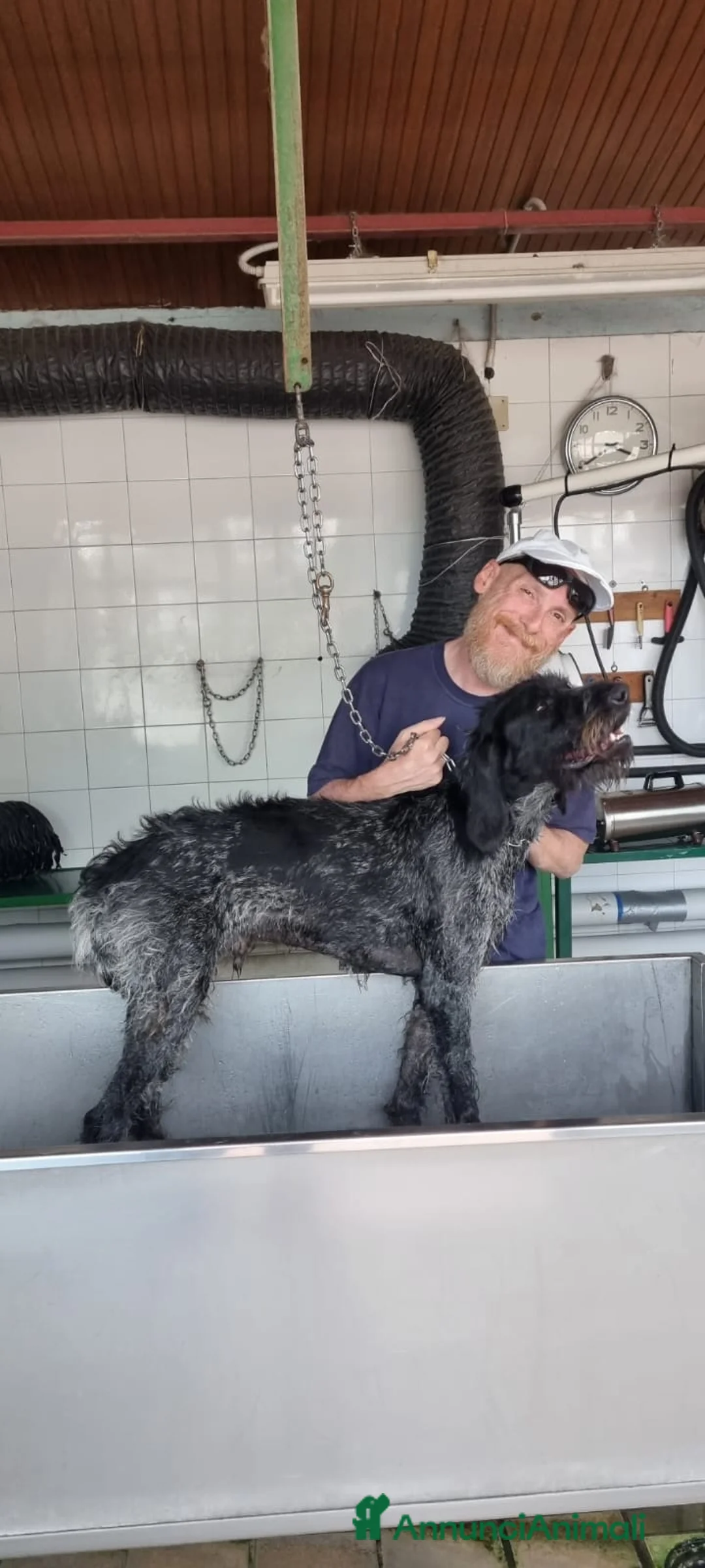 Drahthaar cani in regalo: IBRA, sfortunato drahthaar in regalo a Città metropolitana di Milano - Annuncio 9