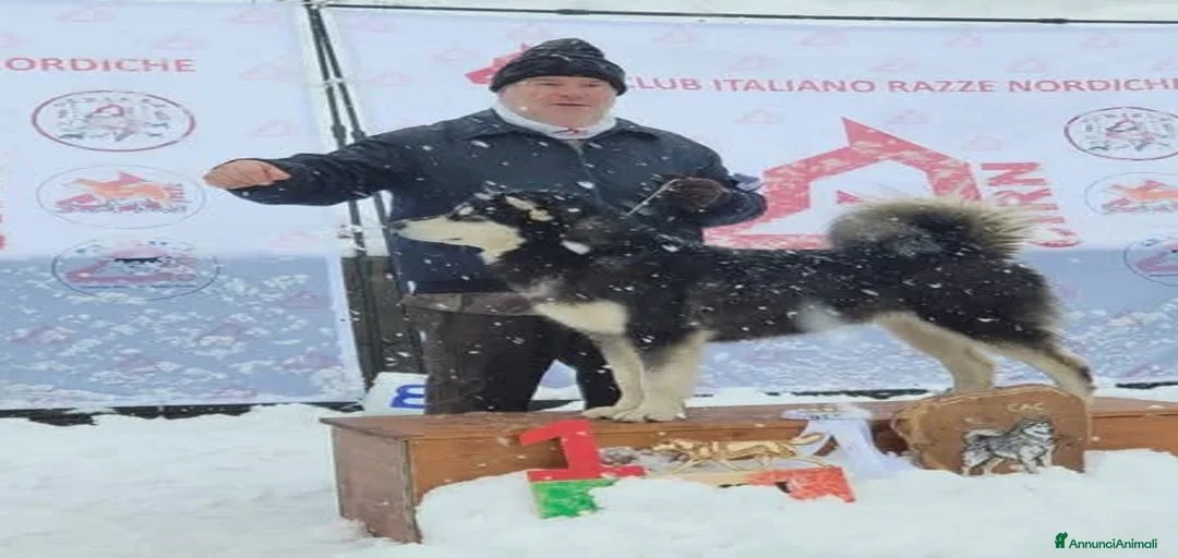 Immagine della galleria {{count}}