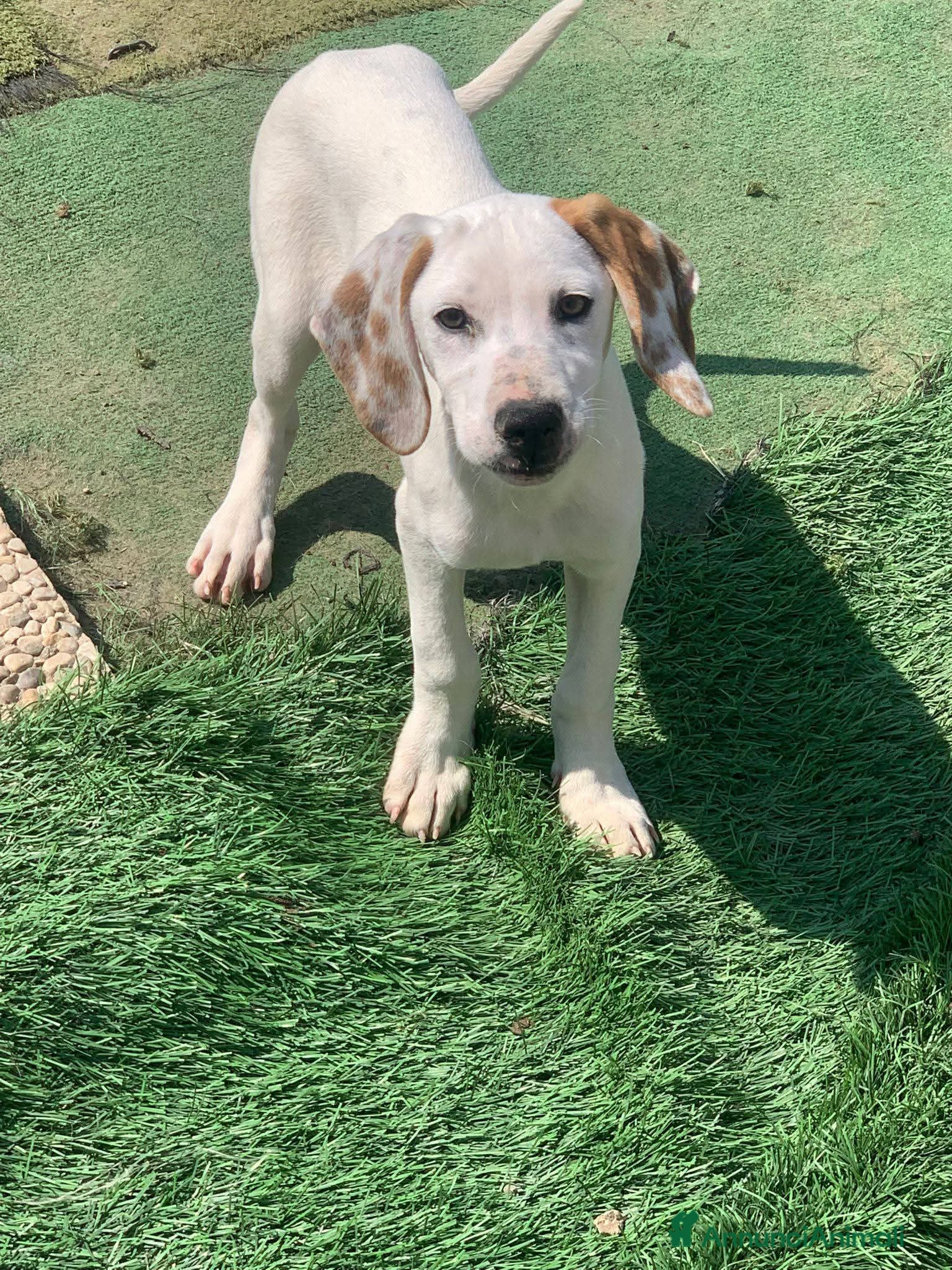 Meticcio cani Pluto  - Annuncio 1