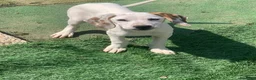 Meticcio cani in regalo: Pluto  - Annuncio 1