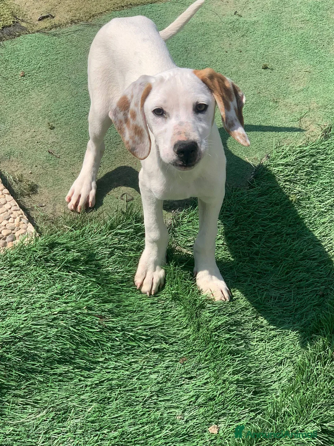 Meticcio cani in regalo: Pluto  - Annuncio 1