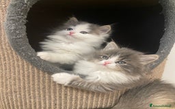 Siberiano gatti in vendita: Gattini siberiani a Provincia di Padova - Immagine 3