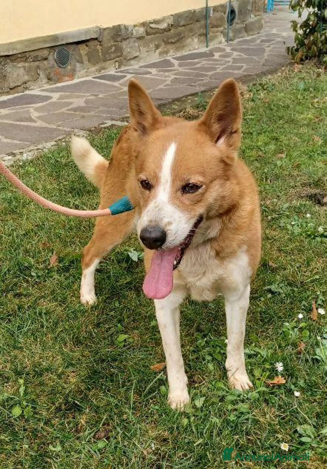 Altre razze cani in regalo: CANNELLA meravigliosa creatura a Città metropolitana di Milano - Annuncio 1