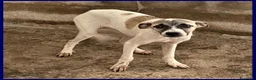 Meticcio cani in regalo: ROMA sui 3anni una timidina tg contenuta - Annuncio 5