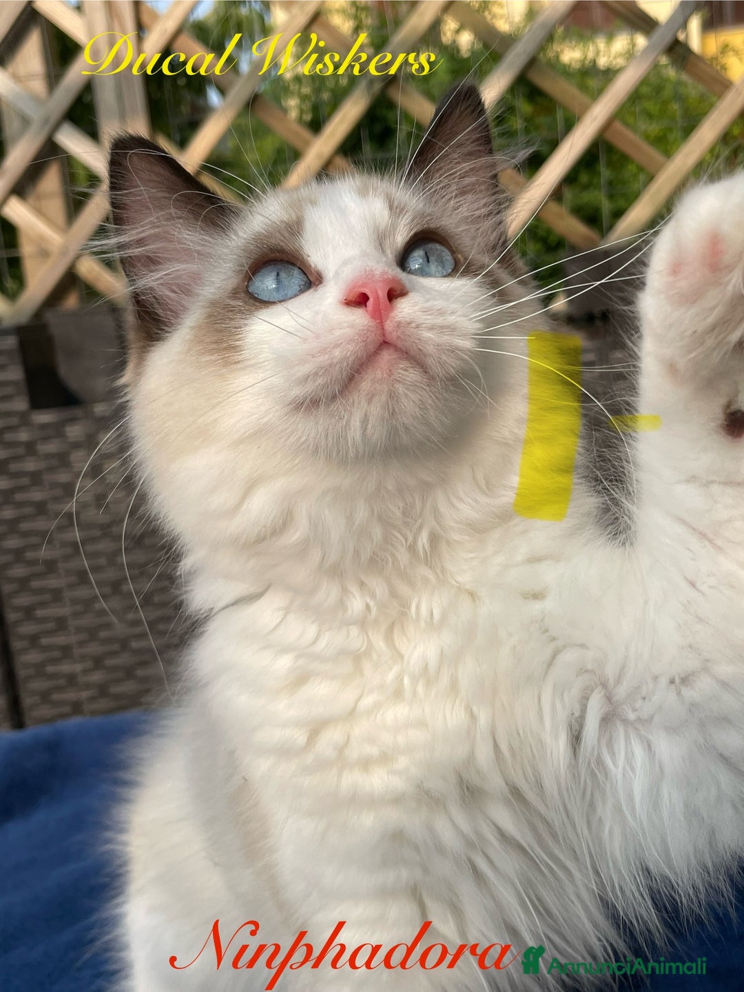 Ragdoll gatti in vendita: Fantastici cuccioli di Ragdoll a Provincia di Pavia - Immagine 6