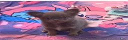 Chihuahua cani in vendita: Chihuahua lilac tan  - Annuncio 3