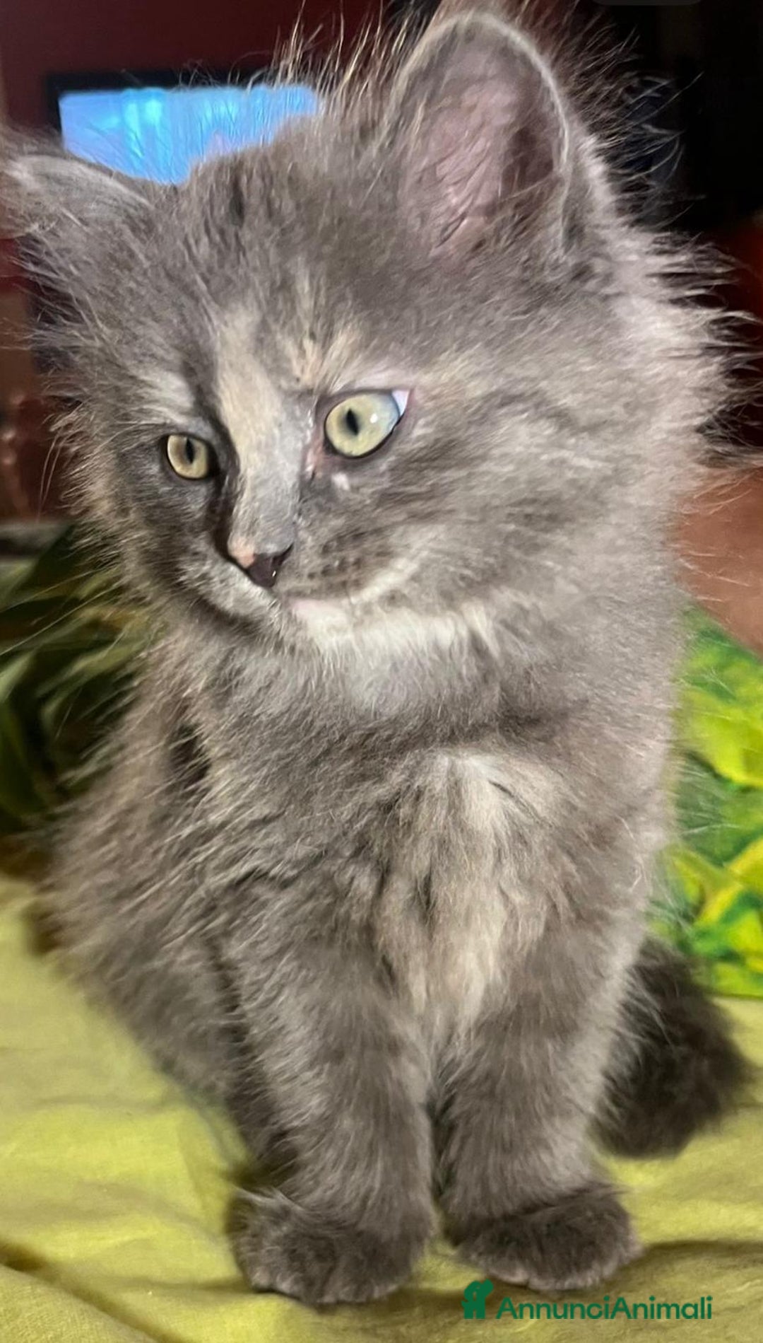 Siberiano gatti in vendita: Bellissimi Gattini siberiani e Neva masquerade. a Città Metropolitana di Genova - Immagine 5