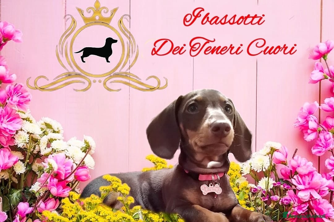 Immagine della galleria {{count}}