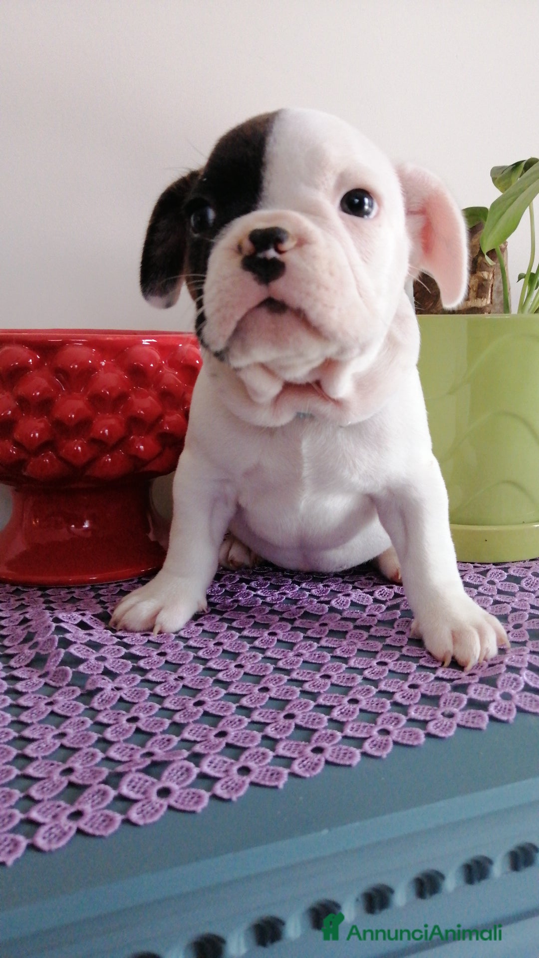 Bulldog Francese cani in vendita: Bulldog Francese  - Immagine 8