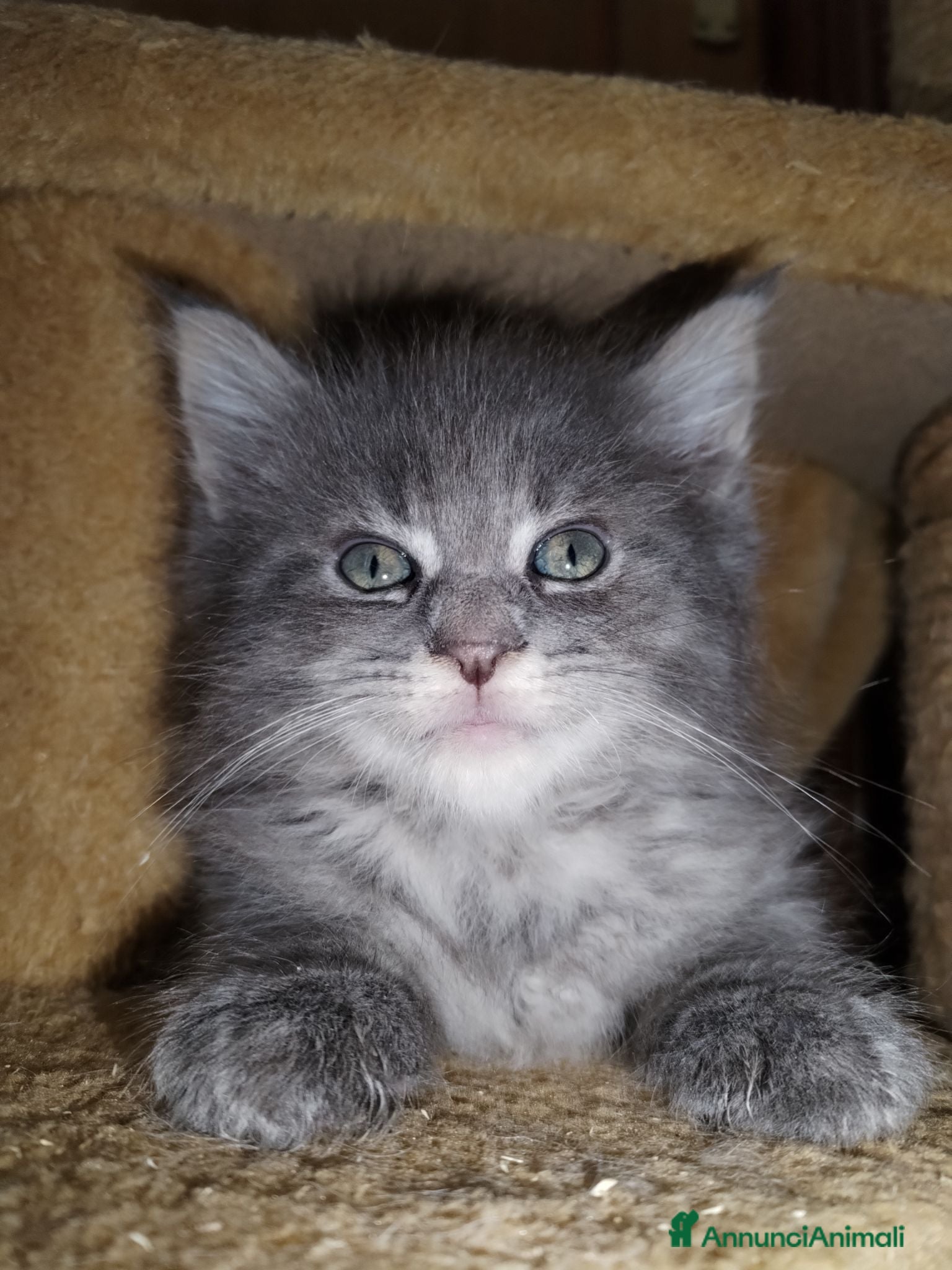 Maine Coon gatti Maine coon  - Annuncio 1