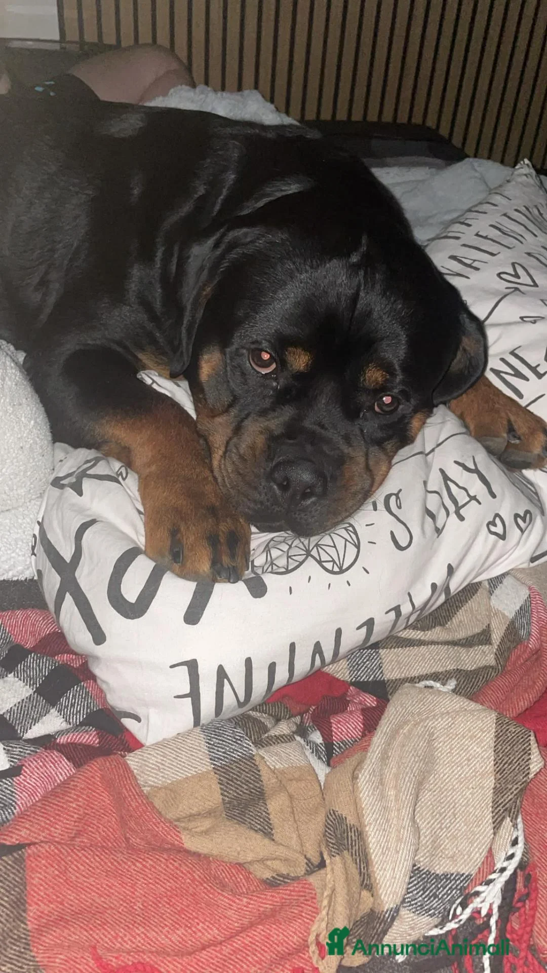Rottweiler cani in vendita: Rottweiler Maschio Adulto con Pedigree a Provincia di Pavia - Annuncio 1