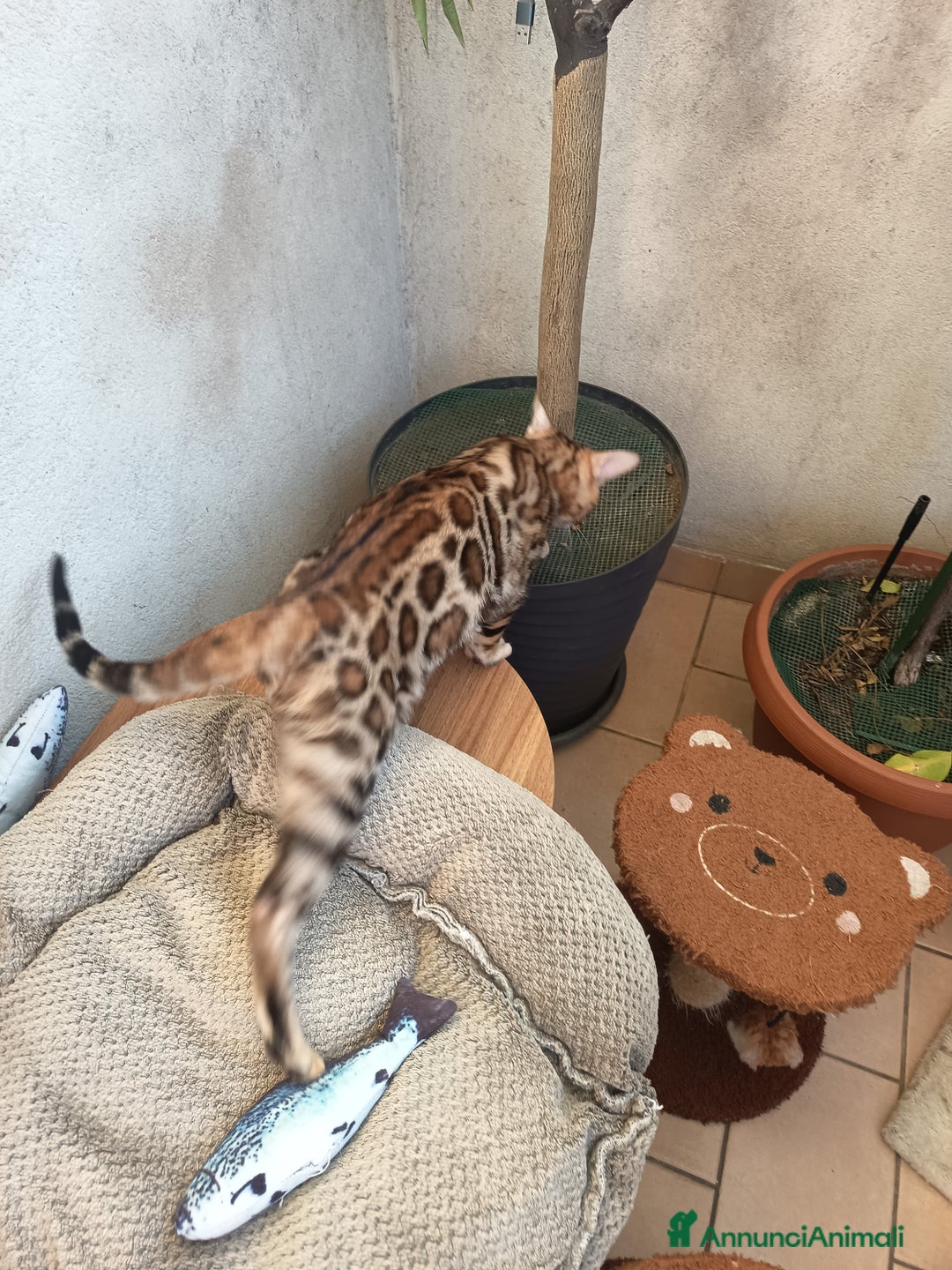 Bengala gatti in vendita: cucioli bengala  - Annuncio 9