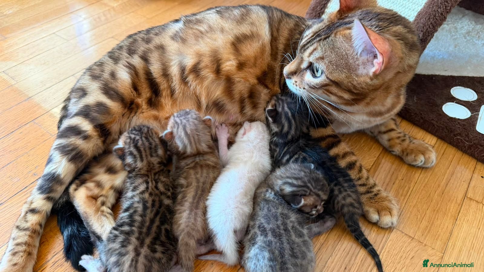 Bengala gatti CUCCIOLI BENGALA - Annuncio 11
