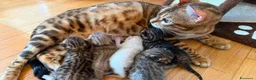 Bengala gatti in vendita: CUCCIOLI BENGALA - Annuncio 1