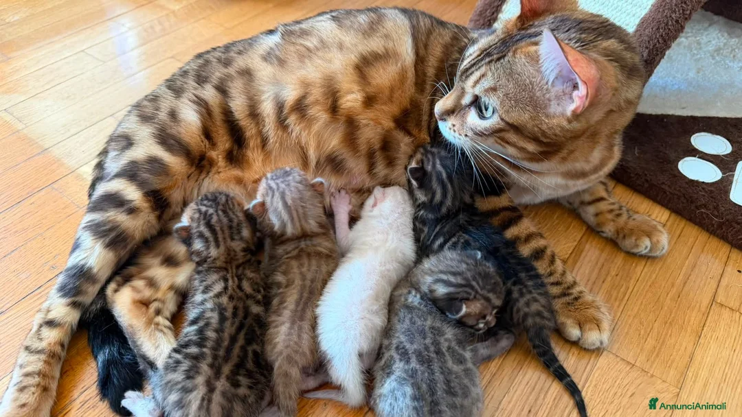 Bengala gatti in vendita: CUCCIOLI BENGALA - Annuncio 1