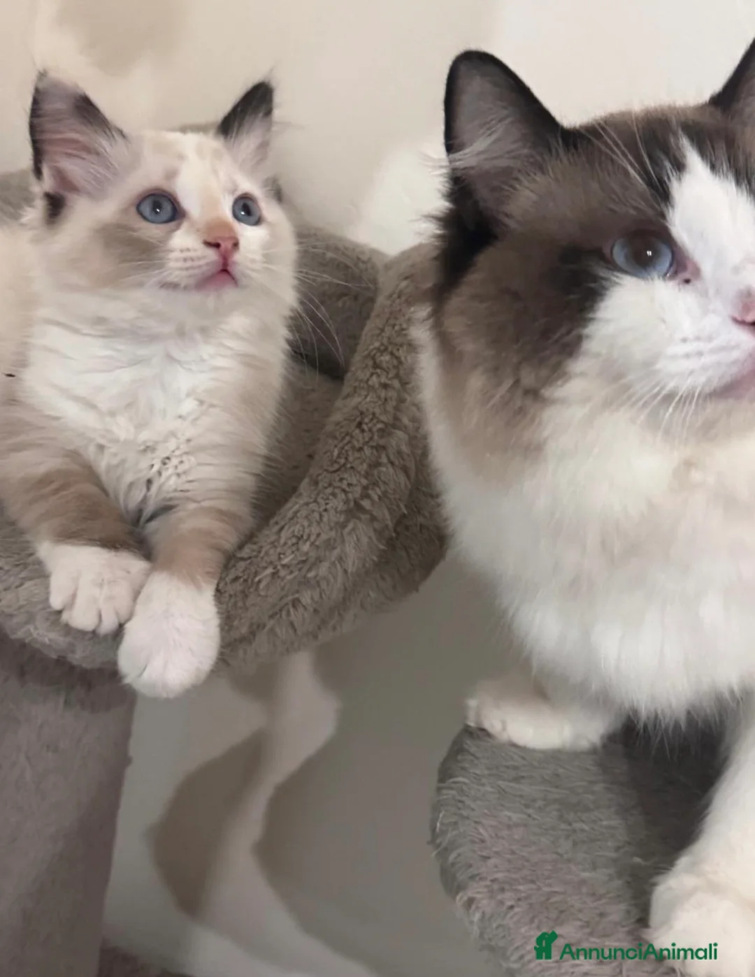 Ragdoll gatti in vendita: Ragdoll - Annuncio 2