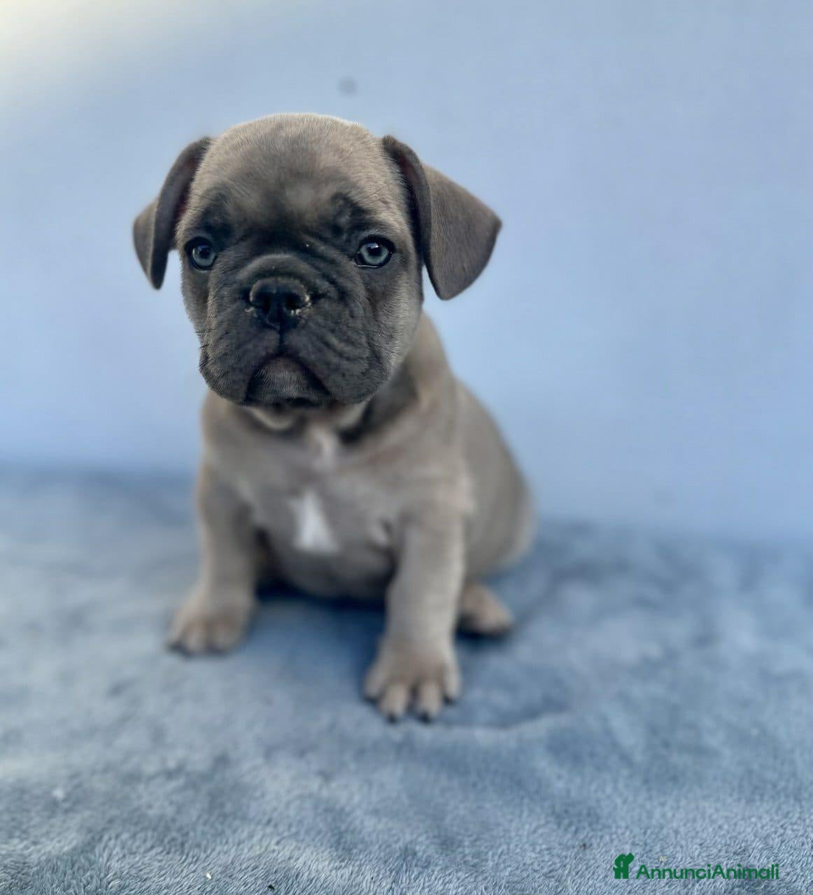 Bulldog Francese cani Bulldog francese cuccioli - Annuncio 4
