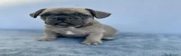 Bulldog Francese cani in vendita: Bulldog francese cuccioli - Annuncio 1