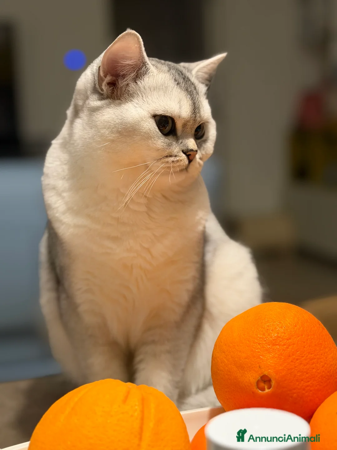 Scottish gatti in vendita: Scottish Straight  - Annuncio 2