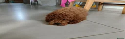 Barboncino cani in vendita: Cucciolo Maschio Barboncino - Annuncio 4
