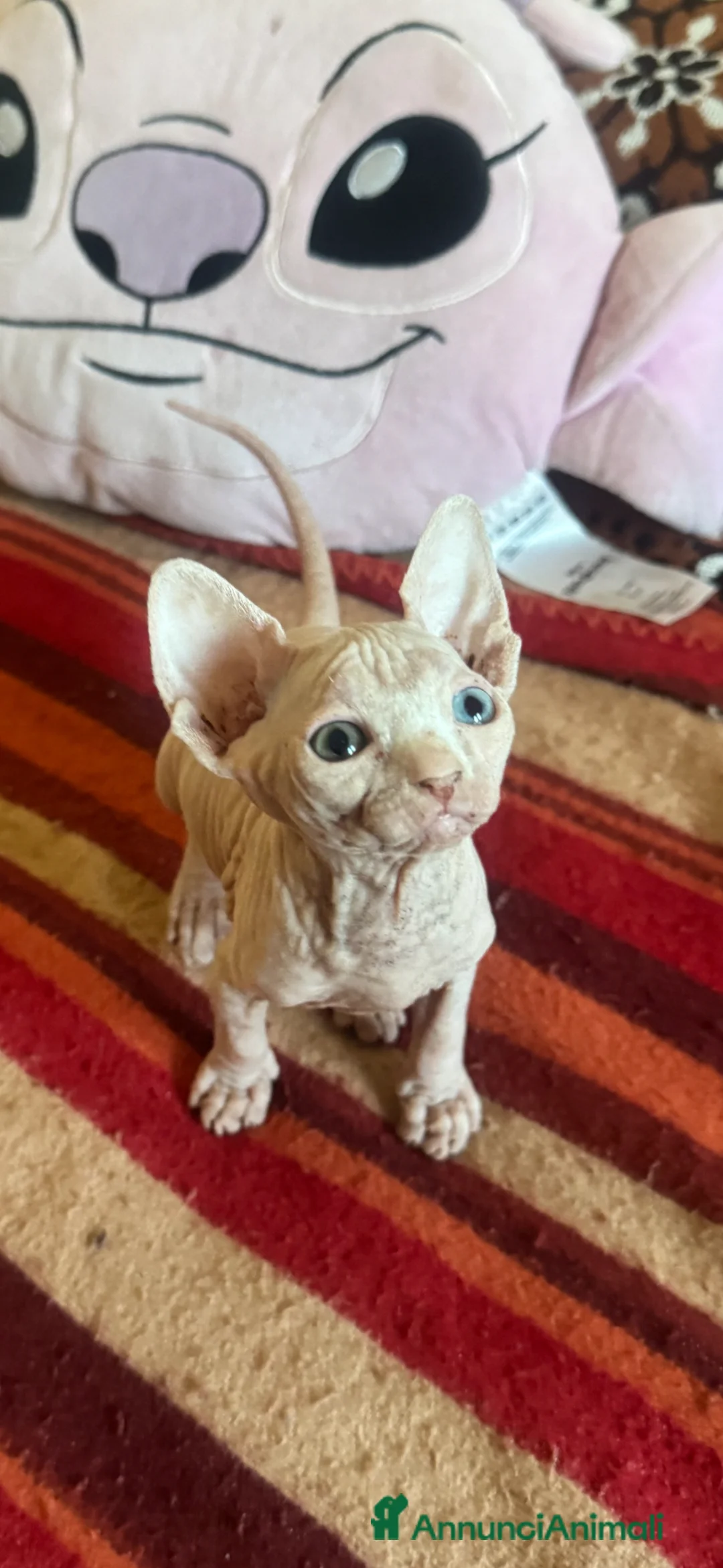 Sphynx gatti in vendita: Splendidi cuccioli di Sphynx disponibili a Provincia di Rimini - Annuncio 2