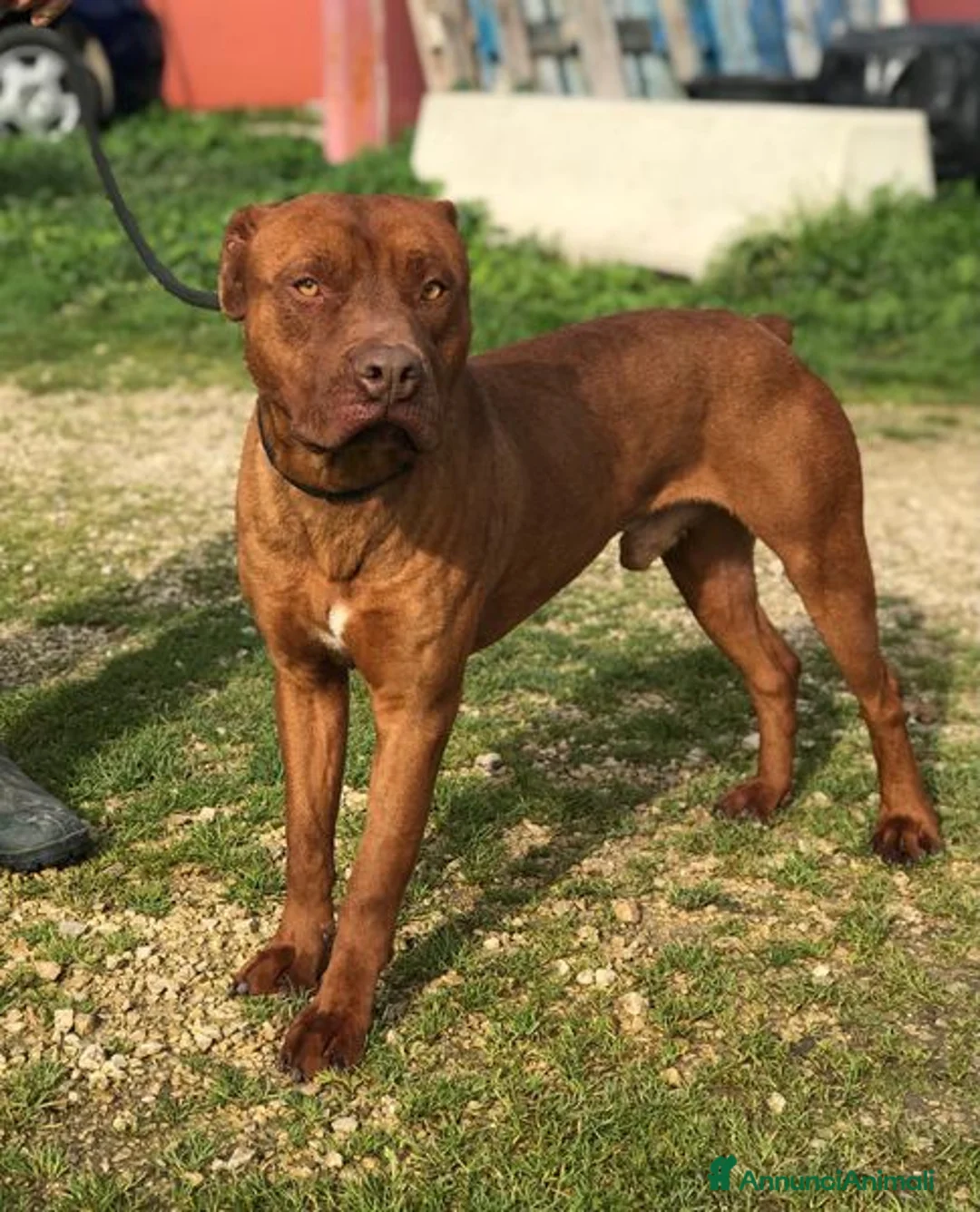 Meticcio cani in regalo: EVANDER, sguardo malinconico che conquista tutti a Provincia di Latina - Annuncio 2