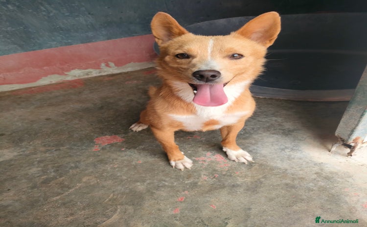 Volpino Italiano cani - Annuncio 2