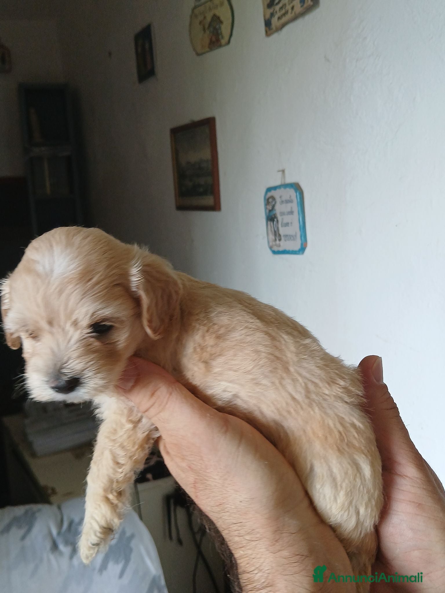 Maltipoo cani Cucciolo di maltipoo - Annuncio 4