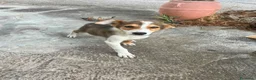 Meticcio cani in regalo: CUCCIOLI ARON E BIRILLO - Annuncio 4