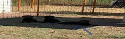 Labrador cani in vendita: Cucciolo Labrador Choco  - Annuncio 4
