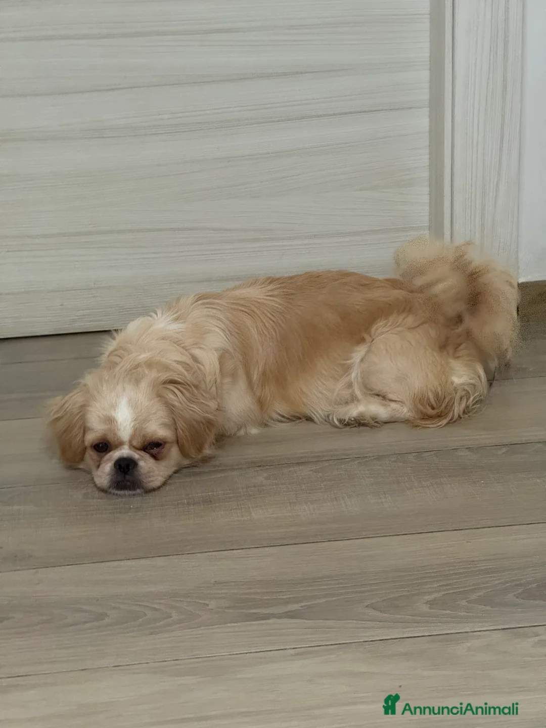 Pechinese cani in vendita: Cuccioli pechinese - Annuncio 3